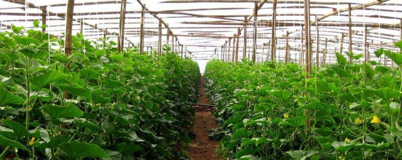 立體種植蔬菜技術