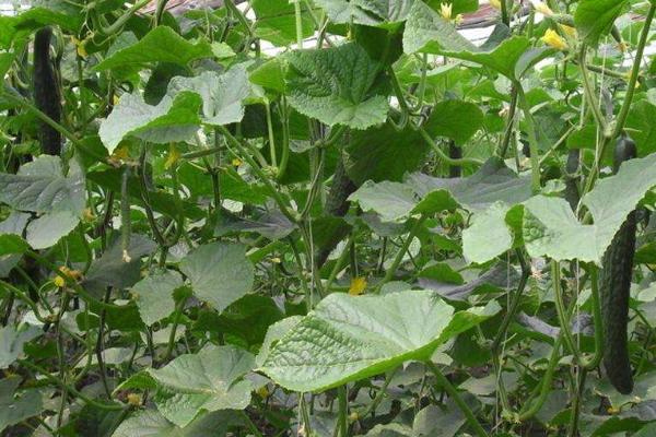 立體種植蔬菜技術