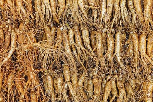 蘭參多少一斤?蘭參是什么(顏色)?