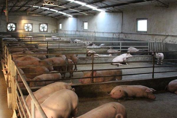 什么時間喂豬比較好，掌握正確喂豬時間