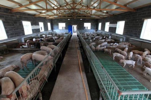 什么時間喂豬比較好，掌握正確喂豬時間