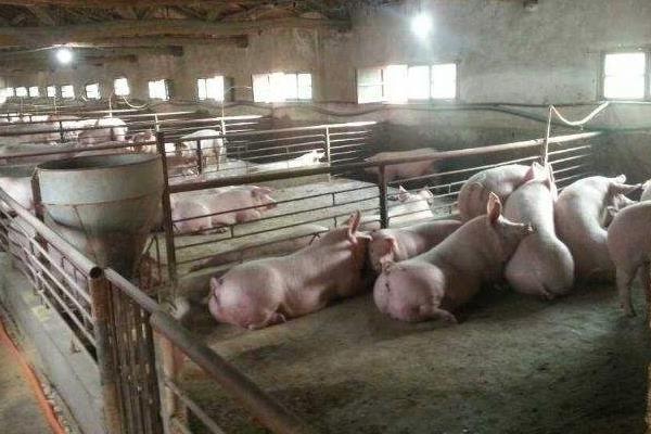 什么時間喂豬比較好，掌握正確喂豬時間