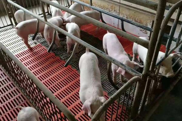 什么時間喂豬比較好，掌握正確喂豬時間