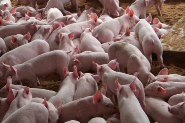 為什么都養豬不養牛，優劣勢對比