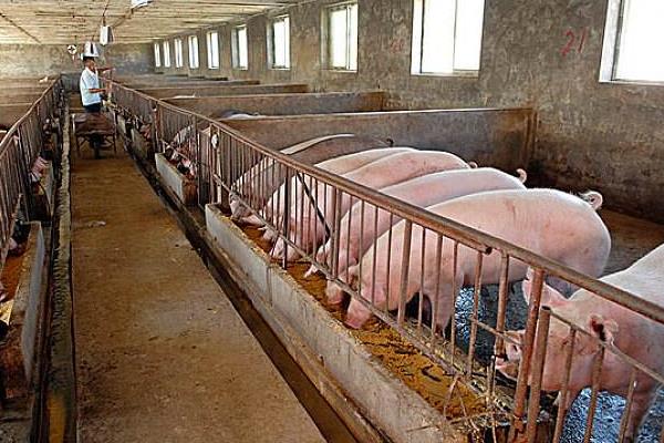 為什么都養豬不養牛，優劣勢對比