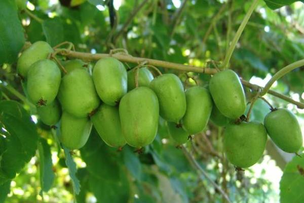 什么品種軟棗甜，更受歡迎更好賣