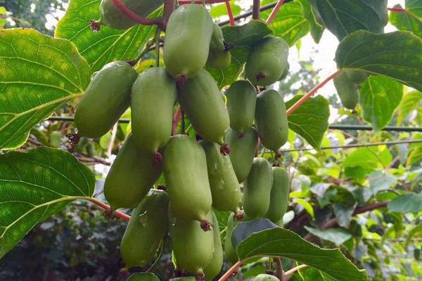 什么品種軟棗甜，更受歡迎更好賣