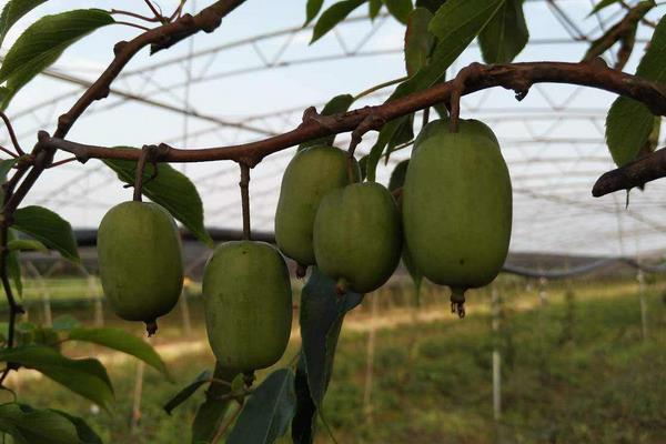 什么品種軟棗甜，更受歡迎更好賣