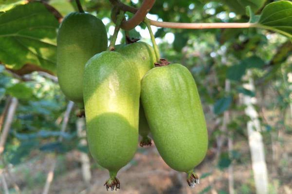 什么品種軟棗甜，更受歡迎更好賣