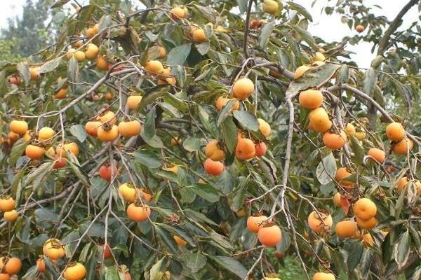 硬柿子能吃嗎？硬柿子和軟柿子的區(qū)別