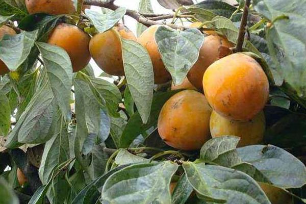 硬柿子能吃嗎？硬柿子和軟柿子的區(qū)別