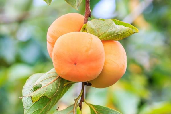 硬柿子能吃嗎？硬柿子和軟柿子的區(qū)別