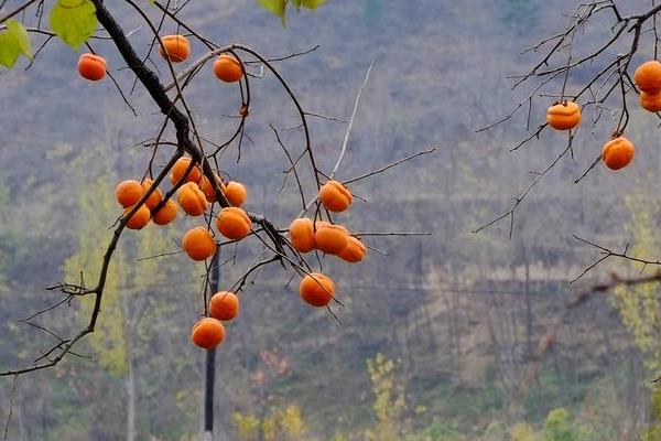 硬柿子能吃嗎？硬柿子和軟柿子的區(qū)別