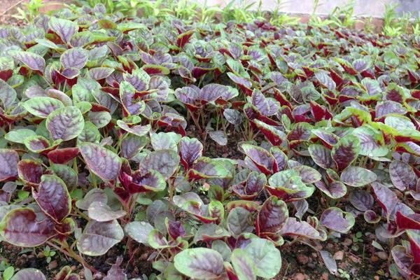 立體種植蔬菜技術