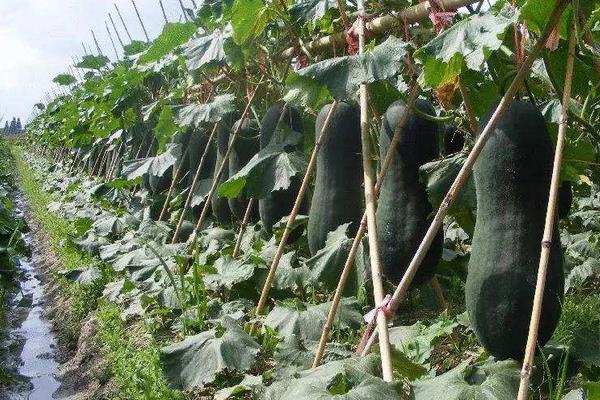 立體種植蔬菜技術