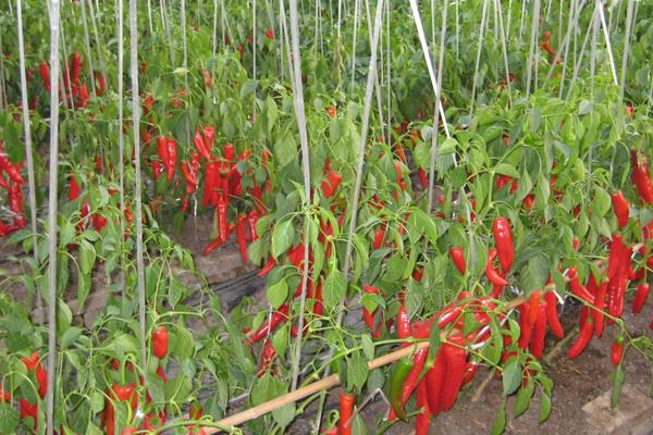 立體種植蔬菜技術