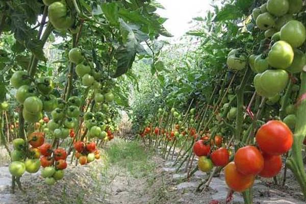 立體種植蔬菜技術