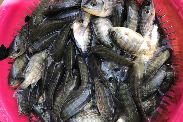 羅非魚能吃嗎？羅非魚是哪里產(chǎn)的？