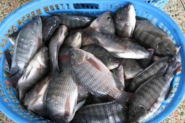 羅非魚能吃嗎？羅非魚是哪里產(chǎn)的？