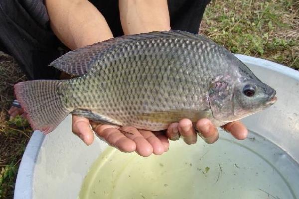 羅非魚能吃嗎？羅非魚是哪里產(chǎn)的？