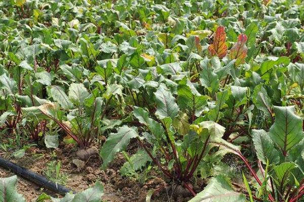 火焰蔘的食用方法,附功效與作用