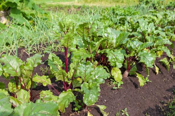 火焰蔘的食用方法,附功效與作用