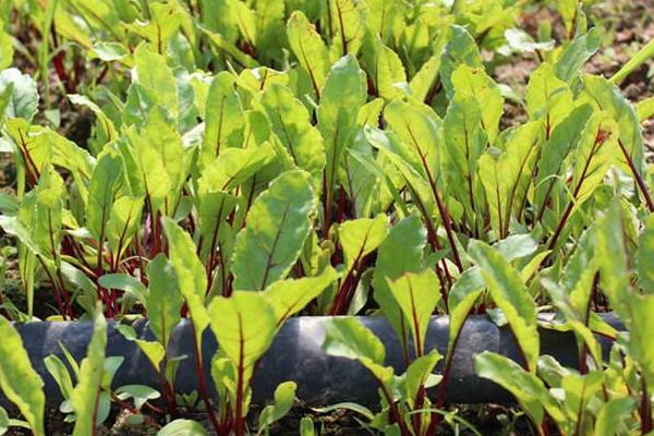 火焰蔘的食用方法,附功效與作用