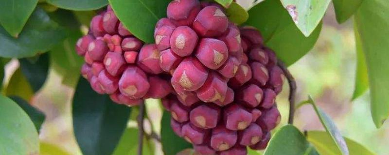 種植黑老虎一畝投資，附市場前景分析