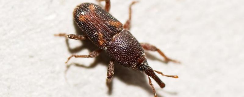 玉米象簡單消滅方法