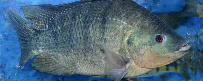 羅非魚能吃嗎？羅非魚是哪里產的？