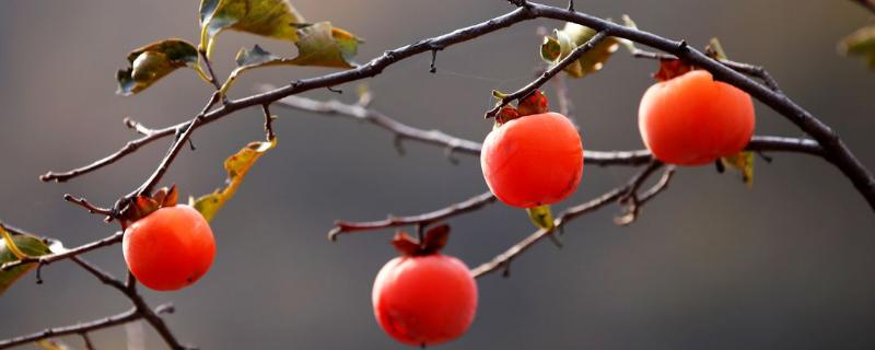 硬柿子能吃嗎？硬柿子和軟柿子的區別