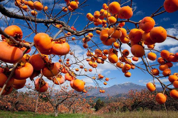 硬柿子能吃嗎？硬柿子和軟柿子的區(qū)別