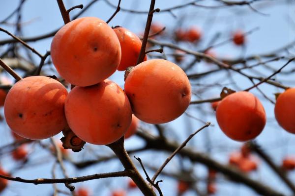 硬柿子能吃嗎？硬柿子和軟柿子的區(qū)別