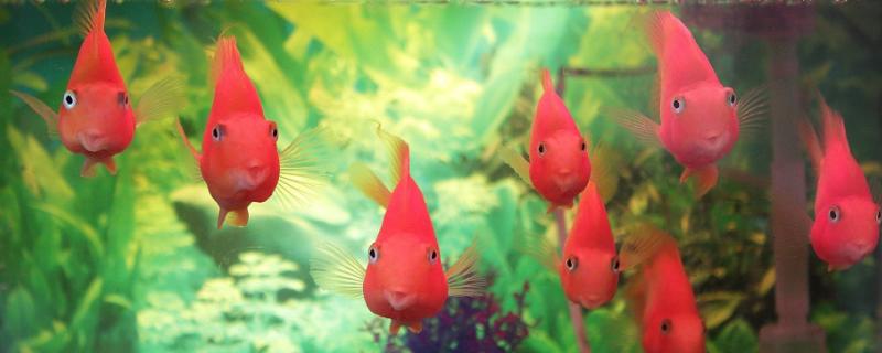 生意人養魚養幾條好?有什么講究