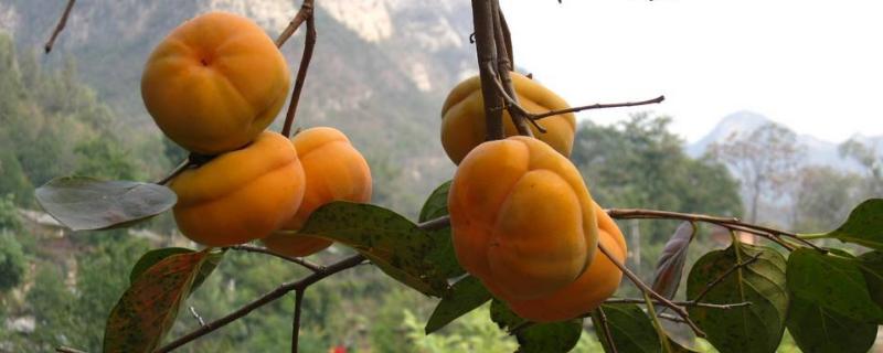 硬柿子皮能吃嗎？硬柿子皮黑是什么原因