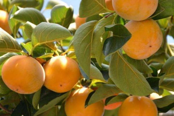 硬柿子皮能吃嗎？硬柿子皮黑是什么原因