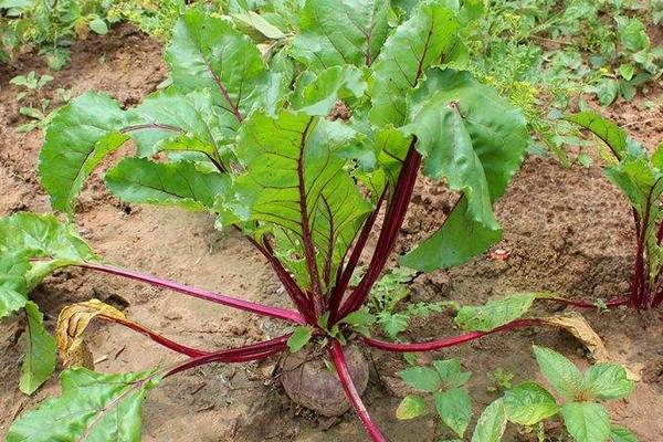 火焰蔘的食用方法,附功效與作用