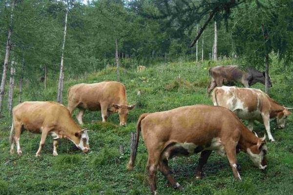 牛怕什么東西？牛的天敵和克星是什么？