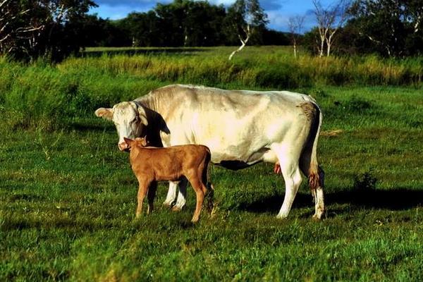 牛怕什么東西？牛的天敵和克星是什么？
