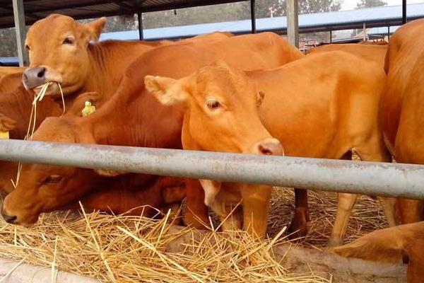 牛怕什么東西？牛的天敵和克星是什么？