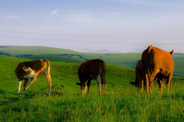 牛怕什么東西？牛的天敵和克星是什么？