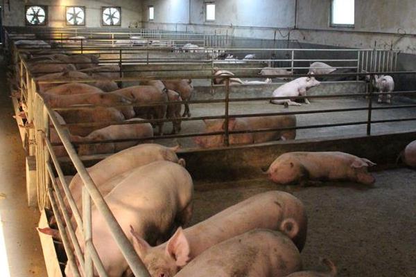 豬周期幾年一周期?豬周期是什么意思?