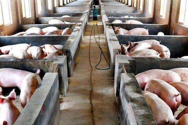 豬場(chǎng)有非瘟能熬過(guò)去嗎?豬場(chǎng)怎么預(yù)防非瘟?
