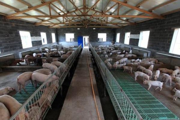 豬場(chǎng)有非瘟能熬過(guò)去嗎?豬場(chǎng)怎么預(yù)防非瘟?
