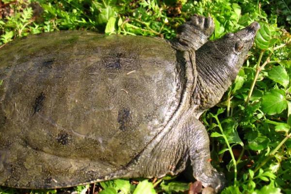 今年養殖什么掙錢