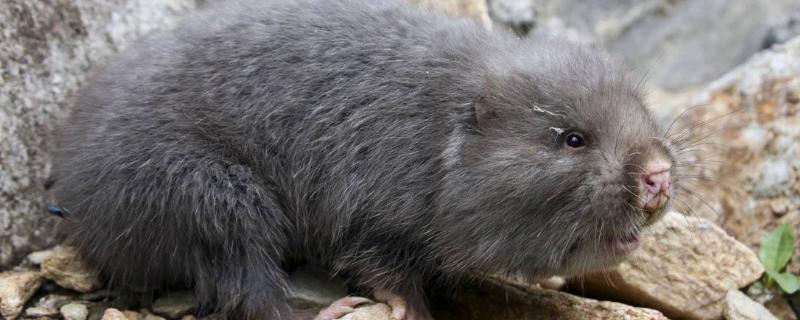 養殖什么掙錢快成本低