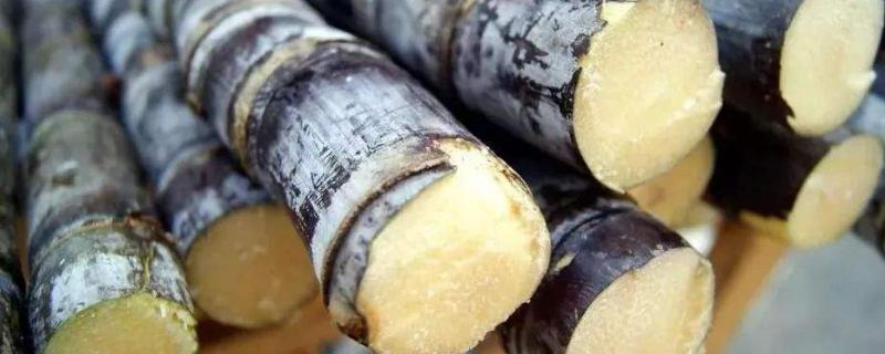 甘蔗外面紅了還可以吃嗎？甘蔗外面為什么會紅