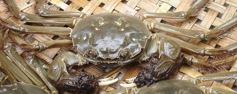 河蟹死了一天還能吃嗎?為什么不能?