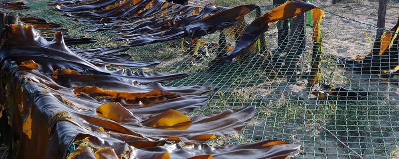 海帶泡了三天還能吃嗎