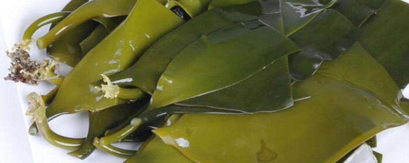 海帶起泡了還能吃嗎？為什么會起泡